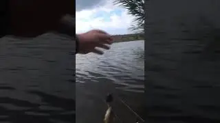 Карась на макушатник #рыбалка #карась #fishing #shorts