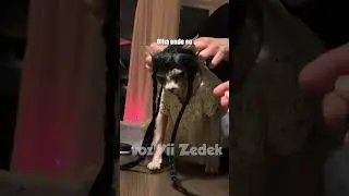 Bichinhos que nos entendem -sphinxes