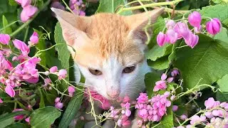 Funny kitten live cute play #cat #meow #play