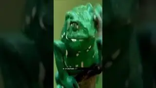 Квакша