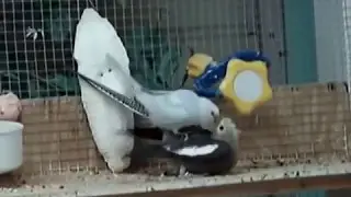 Не поверьте!! Волнистые и Кореллы пара!