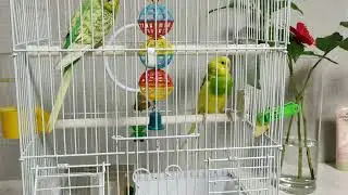 Попугайчики Киви и Бананчик