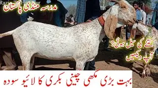 مدرسہ بکرا منڈی میں بہت بڑی بکری کا Live سودا آپ بھی دیکھ لیں  ایسا آپ نے پہلے نہیں دیکھا ہو گا سودا