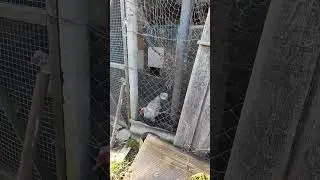🏡 Какую живность чаще всего держит на Юге? Переезд на Юг. Виктор Саликов.