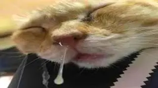 The Funniest Animals of The Week V29