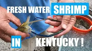 Harvesting Fresh water Shrimp...IN KENTUCKY...