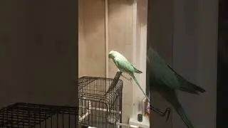 Попугай буянит #попугай #parrot #shorts #животные