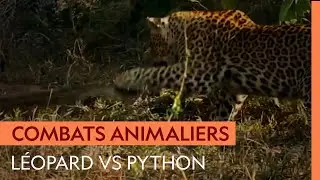 Unlikely fight between a leopard and a python