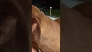 A Pitbull crop-dusts her owner… a throwback!