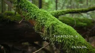 Little Forest in Pemberton, BC, Canada