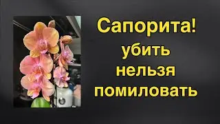 #Сапорита