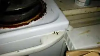 The best cockroach killer Advion