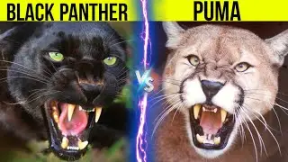 Black Panther vs Puma - Who Will Win | Facts And Information About Black Panther And Puma ( Cougar )