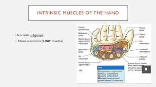 Summary of the Intrinsic Muscles of the Hand