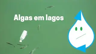 ALGAS EM LAGOS - Águanox