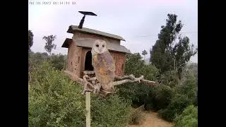 #OwletFinley Shaking Her Feathers.  Owl Box OSC - 6/18/23 - 6:14 am