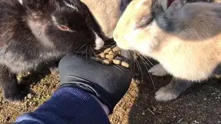 Rabbits that are too friendly
