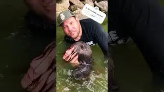 Searching for the Wisconsin State Record Catfish!! #shorts