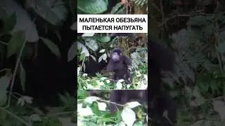 Шок! Эта Обезьяна Удивила всех! Смешная Маленькая Обезьяна. Мемы 2023, приколы