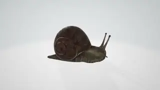 Horizontally Spinning Snail