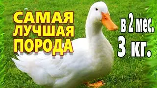 САМАЯ ЛУЧШАЯ ПОРОДА УТОК ! Бройлерная утка Агидель  МЯСНАЯ И ВЫГОДНАЯ !