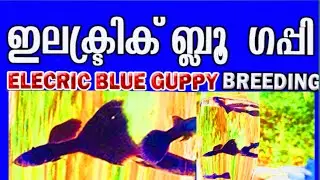 How to breeding guppy malayalam | Electric blue guppy breeding.