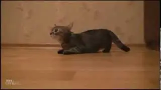 самый быстрый кот в мире