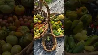 Garden Harvest #garden #homegrown #growyourownfood #gardenharvest #urbanfarming #growsomefood