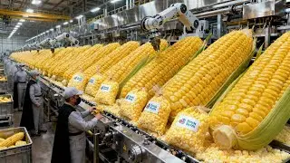 Inside a Movie-Theater Popcorn Factory: From Kernel to Bucket | Full Production Process 🍿