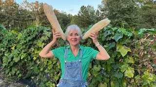We Have Loofah Coming Out Of Our Ears:  How to Grow Loofah #loofah
