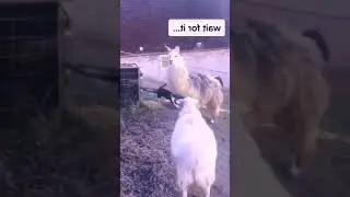 wait for it... #animals #friendship