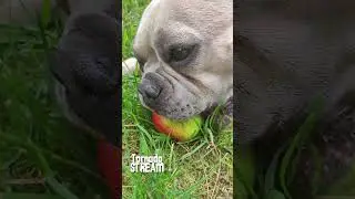 PaulaAndTheApple