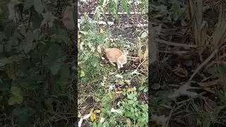 Посадка новых сортов пионов ...