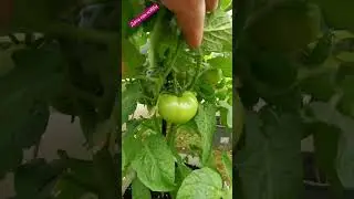Томаты в вёдрах. Дача как хобби.