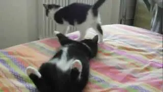 CATS' FIGHT...Bas versus Marley !