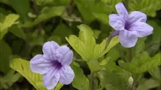 Lagu - Lagu Madura