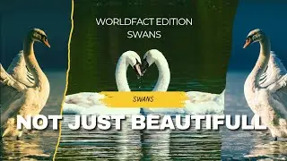 Fascinating Facts About Swans You Never Knew! 