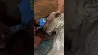 Немного о Белом Бароне часть 1