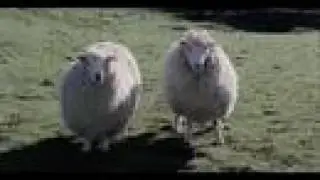 Black Sheep