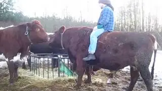 Первый день - бык впервые оказался под седоком / Тренировка КРС. Альтернатива трактору
