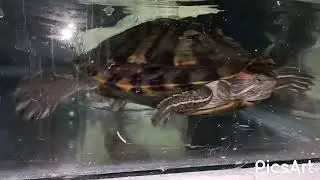 Red-eared Slider turtle Swimming & Eating Chicken Meat