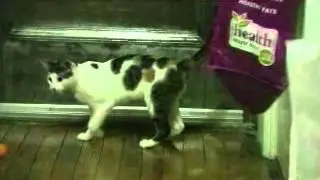 RESCUE KITTEN
