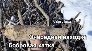 Очередная находка Бобровая хатка