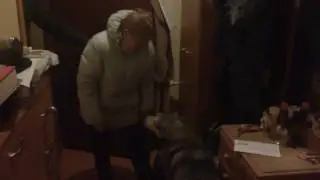 Маламут встречает бабушку 🤗