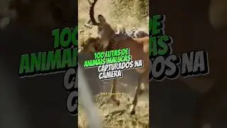 100 lutas de animais malucas capturados na câmera. 