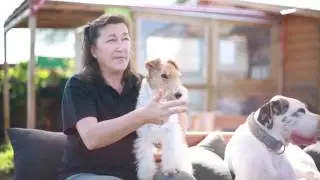 El pelo de un Fox Terrier