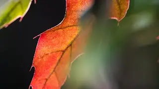 Rothenium - Somewhere