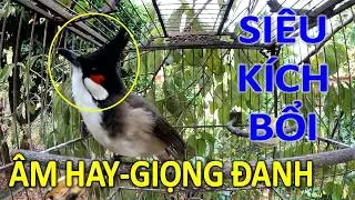 Chào Mào Kích Bổi Lên Lửa!.. Luyện Chào Mào Hót Đấu Căng Lửa + Chào Mào Kích Trống Hót. chào mào đấu