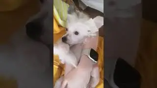 милота - китайская хохлатая
