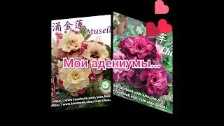 Краткий обзор моих адениумов